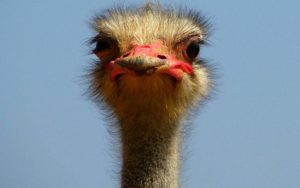 Quanto ganha um cambista do jogo do bicho?