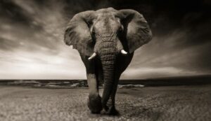 Quais são os bichos do jogo do bicho